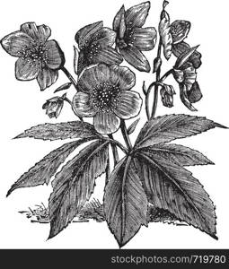 Black Hellebore or Christmas Rose or Helleborus niger, vintage engraving. Old engraved illustration of a Black Hellebore showing flowers.