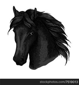 Black horse portrait. Mustang stallion with calm look, wavy mane and kind eyes. For equesrian sport usage. Horse head portrait with calm look