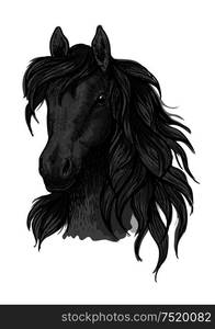 Black horse portrait. Stallion proudly looking down with long strands of wavy mane. Artistic vector sketch portrait. Black horse head sketch portrait