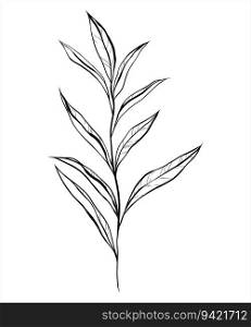 Black line vector art of a bay leaf. Vector illustration. Doodle style. Outline illustration with white Background. For design, print, logo, decor, textile, paper.