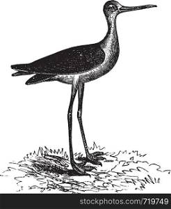 Black-necked Stilt or Himantopus mexicanus, vintage engraving. Old engraved illustration of a Black-necked Stilt.