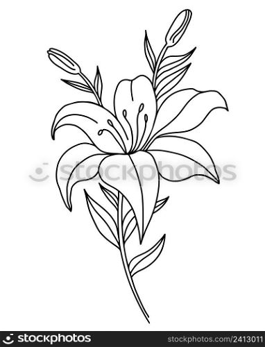 Black outline of lily flowers. Branch with flowers and buds. Vector illustration isolated on white background. Ornamental plant for design, decor, decoration and printing