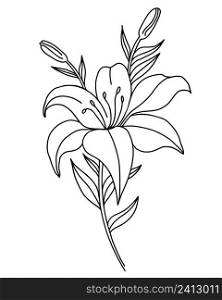 Black outline of lily flowers. Branch with flowers and buds. Vector illustration isolated on white background. Ornamental plant for design, decor, decoration and printing