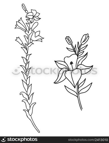 Black outline of lily flowers. Collection large and small Branch with flowers and buds. Vector illustration isolated on white background. Ornamental plant for design, decor, decoration and printing