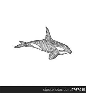 Black shark giant marine killer whale isolated monochrome sketch icon. Vector angry toothed marine character, white toothy shark. Aggressive giant fish, dangerous aquatic animal with fins, sea devil. White toothed shark isolated black giant fish icon