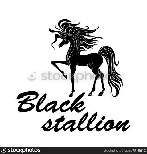 Black silhouette of american quarter stallion with well muscled body, thick mane and tail pawing foreleg. Great for tattoo or equestrian sport design. Black silhouette of muscled horse pawing foreleg