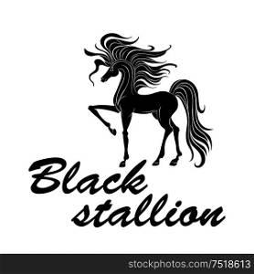 Black silhouette of american quarter stallion with well muscled body, thick mane and tail pawing foreleg. Great for tattoo or equestrian sport design. Black silhouette of muscled horse pawing foreleg