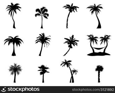 black Silhouette of palm trees on white background