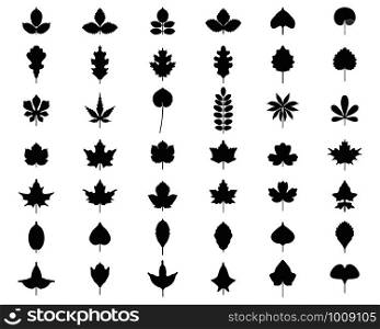 Black silhouettes of foliage on a white background