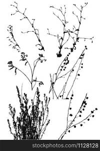 black silhouettes of wild plants on a white background.