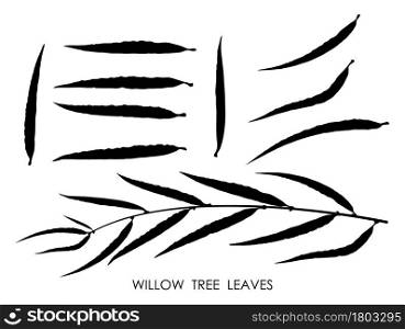Black silhouettes of WILLOW tree leaves isolated on white. Autumn fallen leaves of WILLOW tree. Vector