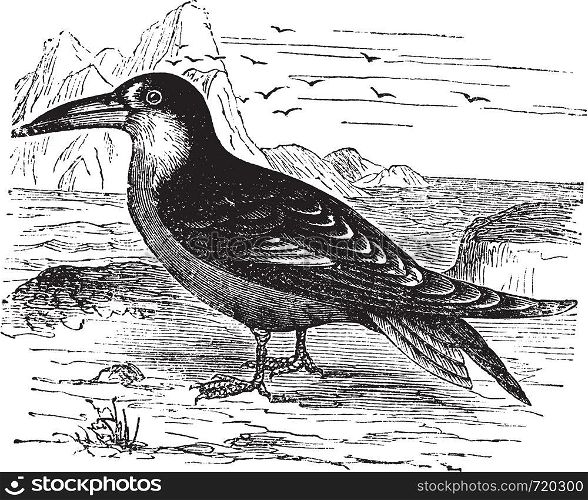 Black Skimmer or Rynchops niger, vintage engraving. Old engraved illustration of Black Skimmer in the meadow.