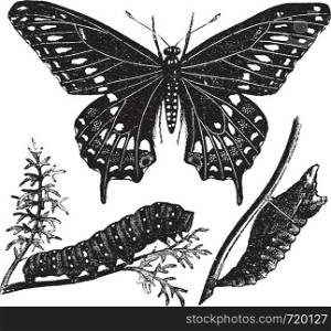 Black Swallowtail Butterfly or Papilio polyxenes, vintage engraved illustration. Trousset encyclopedia (1886 - 1891).