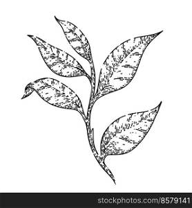 black tea leaf hand drawn vector. healthy drink, summer food, organic plant black tea leaf sketch. isolated black illustration. black tea leaf sketch hand drawn vector