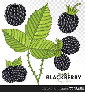 Blackberry Composition, Blackberry Leaves, Blackberry Vector, Cartoon illustration of Blackberry. Blackberry Isolated on White Background. Set of Blackberry Berries.. Blackberry Set, Vector.