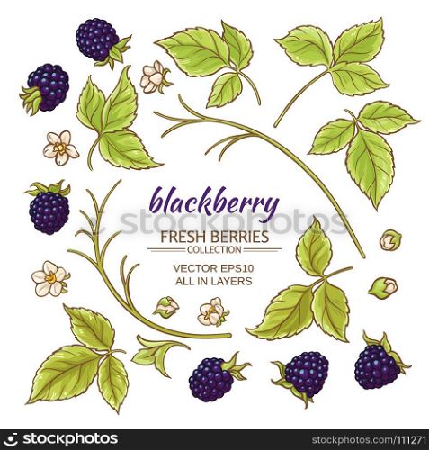 blackberry elements vector set. blackberry elements vector set on white background