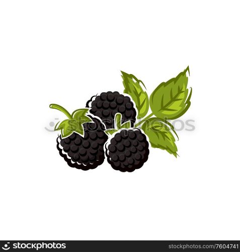 Blackberry fruit isolated summer berry. Vector wild or garden bramble, vegetarian food dessert. Garden bramble isolated summer fruit berry