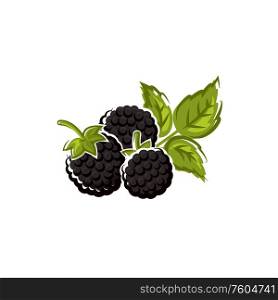 Blackberry fruit isolated summer berry. Vector wild or garden bramble, vegetarian food dessert. Garden bramble isolated summer fruit berry