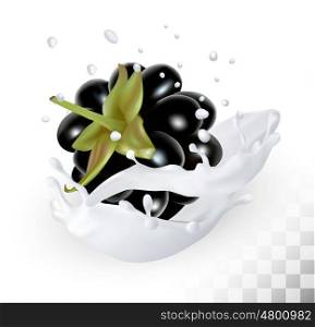 Blackberry in a milk splash on a transparent background. Vector icon.