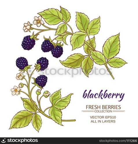 blackberry vector set. blackberry branches vector set on white background