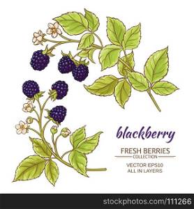 blackberry vector set. blackberry branches vector set on white background