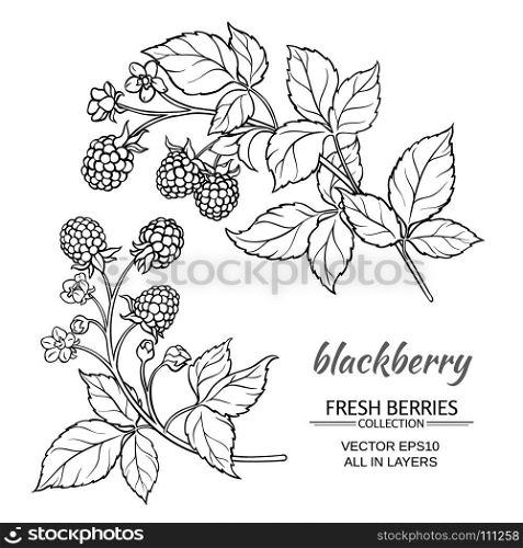blackberry vector set. blackberry plant vector set on white background