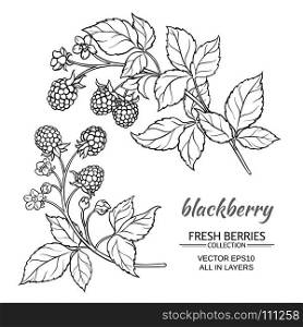 blackberry vector set. blackberry plant vector set on white background
