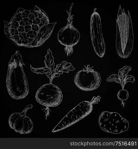 Blackboard with sketches of tomato and cucumber, carrot and onion, corn and radish, eggplant and garlic, beet, potato and cauliflower vegetables. For restaurant chalkboard menu or recipe book. Fresh organic vegetables sketches set
