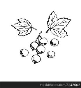 Blackcurrant. Hand drawn illustration converted to vector.