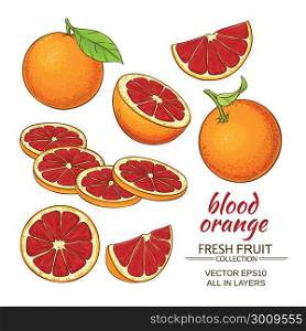 blood orange fruit. blood orange fruit vector set on white background