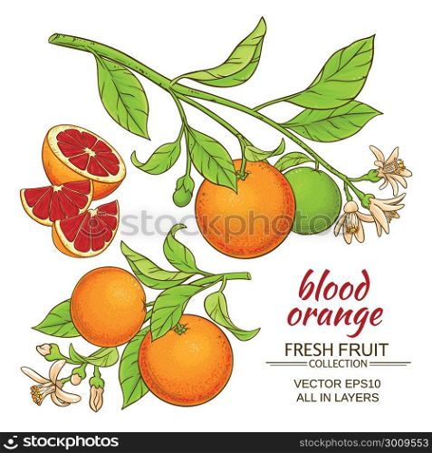 blood orange vector set. blood orange vector set on white background