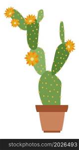 Blooming cactus. Yellow flower succulent in ceramic pot isolated on white background. Blooming cactus. Yellow flower succulent in ceramic pot