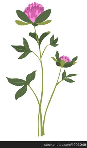 Blooming clover plant with leaves, stem and flourishing petals. Meadow or field in rural area or countryside. Pasture herb, Armeria Maritima decorative pinkish wildflower. Vector in flat style. Clover flower with leaves and flourishing petals