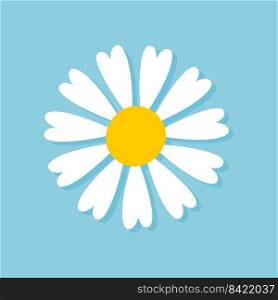 Blooming Daisy Collection. white petal daisy blooming in spring