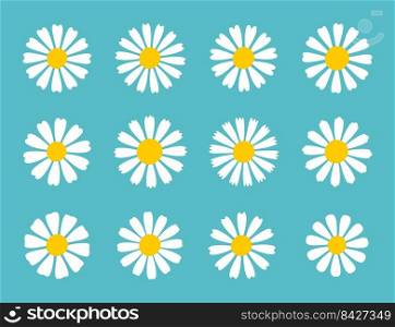 Blooming Daisy Collection. white petal daisy blooming in spring