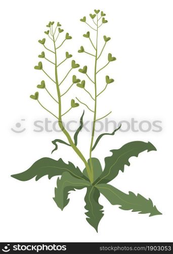 Blooming flora with leaves and foliage, isolated wildflower of plant. Botany of filed meadow, botany and flourishing of bushes and grass. Gardening and weeding outdoors. Vector in flat style. Meadow or field grass with leaves, blooming flora