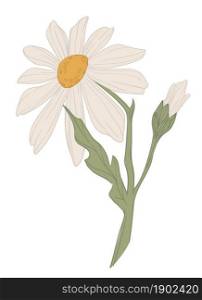 Blooming flower, isolated wild chamomile with petals and leaves, stem and buds. Herbs and aromatic blossom of spring or summer. Seasonal alternative medicine or present. Vector in flat style. Chamomile flower with stem and leaves flora vector