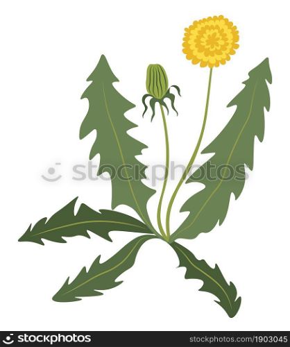 Blooming flower of wild plant with lush foliage and bush. Isolated dandelion flourishing in spring or summer, delicate wildflower found on meadows and rural fields outdoors. Vector in flat style. Dandelion flower bush, grass flourishing flower