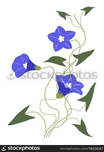 Blooming flower with leaves and small petals. Isolated petunia with fragile flourishing, countryside wildflowers. Seasonal botany of rural area. Alstroemeria or Anemone. Vector in flat style. Blue Petunia or Alstroemeria flower in blossom