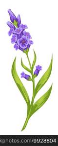 Blooming flower with violet flourishing, isolated flora with green foliage and thick stem. Romantic decorative blossom of spring or summer. Orchids phalaenopsis family or iris. Vector in flat style. Violet orchids with thick stem and foliage vector