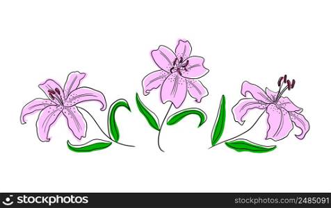 Blooming lilies. vector illustration for the design of presentations, invitations, wedding decor.