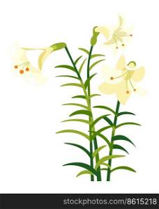 Blooming lily flower with leaves and petals, isolated floral composition. Spring blossom and flourishing of plant. Garden or houseplant, bouquet botany and elegance present. Vector in flat style. Lily flower with petals and foliage, spring blossom