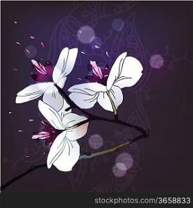 blooming orchids on a dark background
