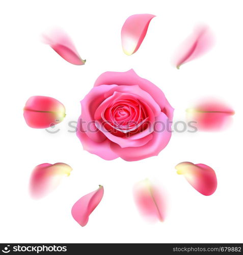 Blooming pink rose with petals on white background