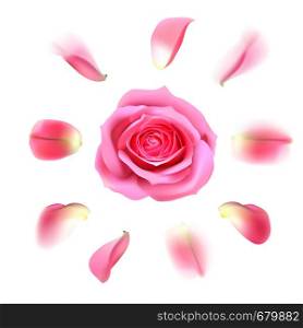 Blooming pink rose with petals on white background
