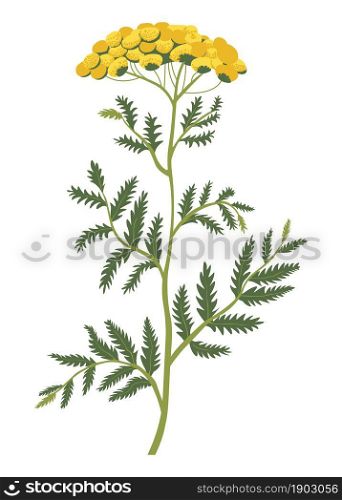 Blooming plant or bush with stem and leaves, isolated icon of flower in blossom. Wildflower botany and decoration, meadow or field in countryside. Bouquet composition of bush. Vector in flat style. Yellow weed or grass blooming, plant in blossom