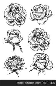 Blooming rose sketches of luxurious flower and tight bud with thorny stem and carved leaf. Greeting card, t-shirt print or tattoo design. Blooming rose flowers and buds sketches