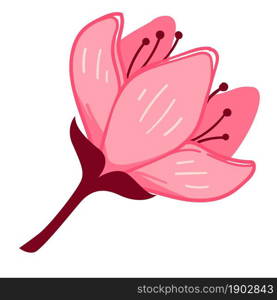 Blooming sakura plant or cherry tree blossom, isolated icon of closeup flourishing of flower. Classic oriental design and exotic foliage. Bouquet or ornament for decoration. Vector in flat style. Sakura flower in bloom, flourishing cherry tree