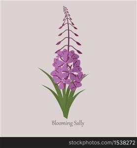 Blooming sally herbaceous wild plant with purple flowers. Medicinal plant and logo on a gray background.. Blooming sally herbaceous wild plant with purple flowers.