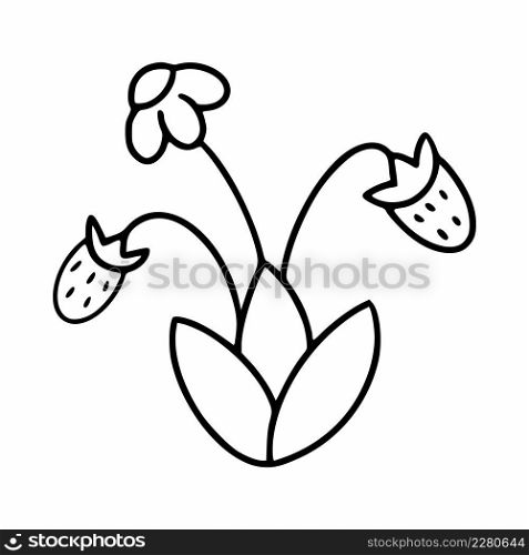 Blooming strawberries on twig. Vector illustration in style of child doodle.